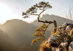Lonely tree, mountain landscape in the background - 10511