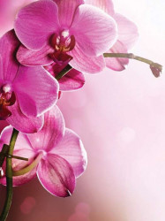 Pink orchids photowall - 1033A