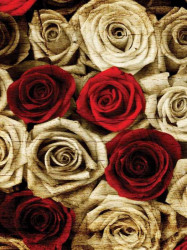 Red and white roses photowall - 3101A