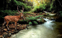 Hind by the river, wild animals wall murals- 147