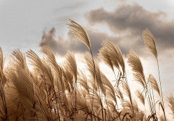 Pampas grass Wall Mural - 14597