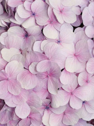 Tender pink orchids, fresh living room wall mural - 3103A