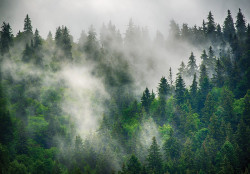 The forest in the mist Wall Mural - 14566