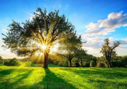 Tree in a summer garden wall mural - 13015