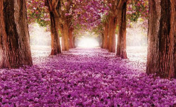 Cherry spring blossom path wallpaper - 2378