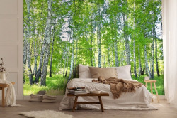 Nature Forest Birch Green Trees wall mural - 14182