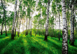 Nature Forest Birch Trees Sunshine wall mural - 14175