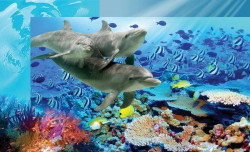 Sea life, underwater shot of dolphins and fish - 072