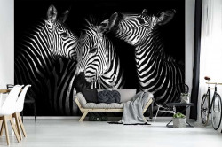 Zebras, black and white wallpaper of animals - 11761
