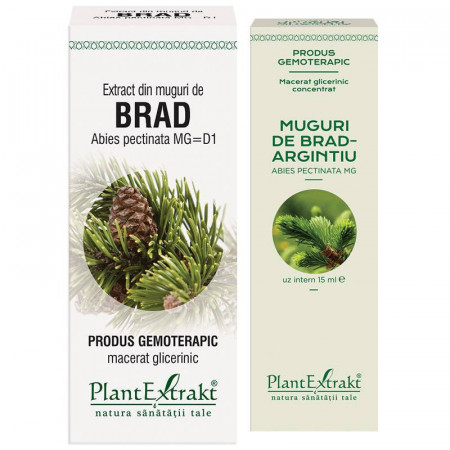 Extract din muguri de brad Plantextrakt