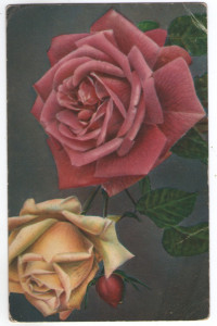 Trandafir, carte postala necirculata 1910