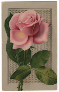 Trandafir, carte postala circulata 1912