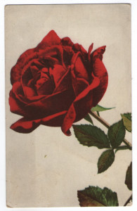 Trandafir, carte postala circulata 1913