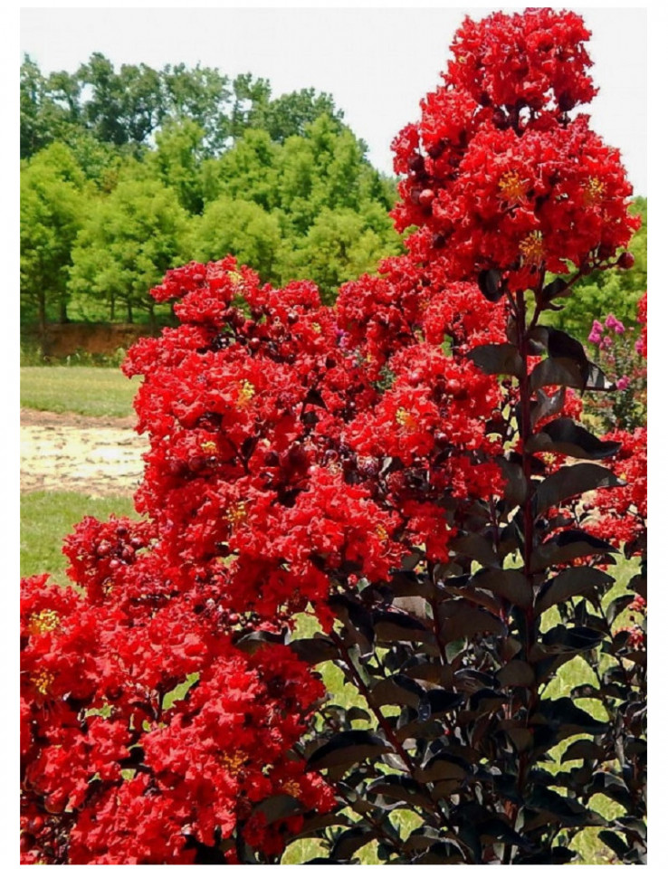 Liliac indian rosu cu frunze negre Lagerstroemia indica Black Solitaire ...