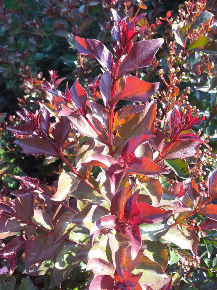 Liliac indian cu frunza rosie , Lagerstroemia indica Red 100-120 cm