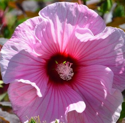 Hibiscus Moscheutos Planet Solene Tanson