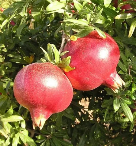 Rodie -rodiu planta( Punica Granatum PARFIANCA) 40-50 cm