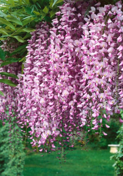 Glicina Roza sau Wisteria Floribunda Honbeni