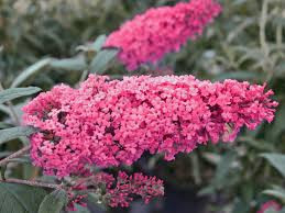 Liliac de vara Buddleja davidi Pink Panter