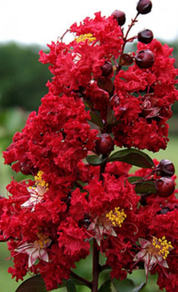 Liliac indian rosu ,Lagerstroemia Indica Dynamite 80-100 cm