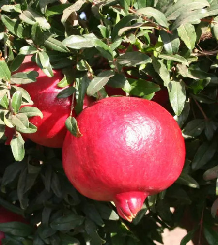 Rodie -rodiu planta( Punica Granatum ACCO) 40-50 cm