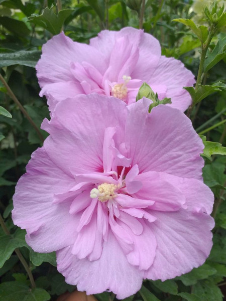 Hibiscus syriacus Lavander Chiffon