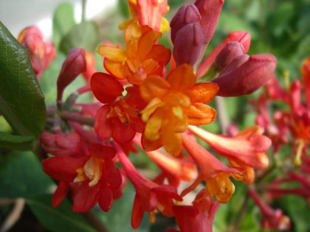 Lonicera heckrotti American Beauty