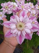 Clematis Patricia Ann Fretwell Pafar