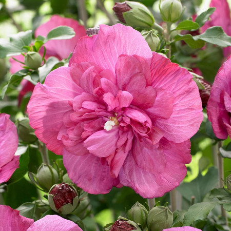 Hibiscus syriacus Magenta Chiffon
