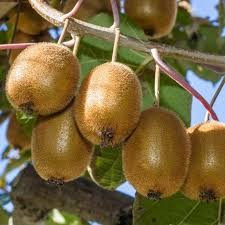 Kiwi Jenny autofertil ( Actinidia Deliciosa) 30-40 cm