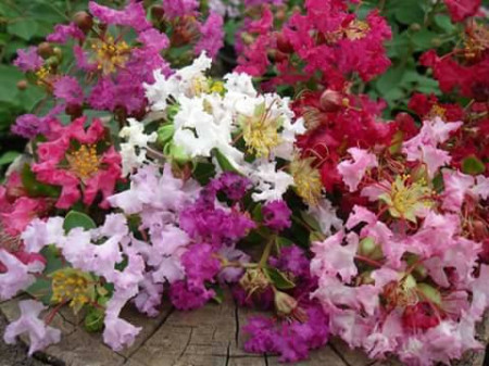 Liliac indian MIXT (lagerstoemia indica ) 30-40 cm