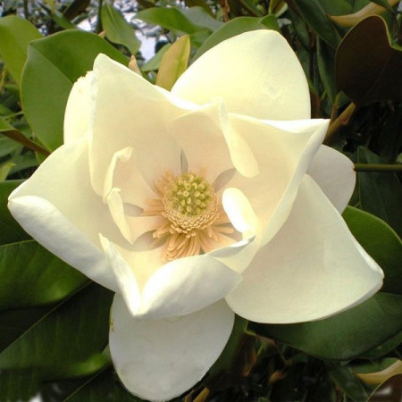 Magnolia grandiflora Le Nantais