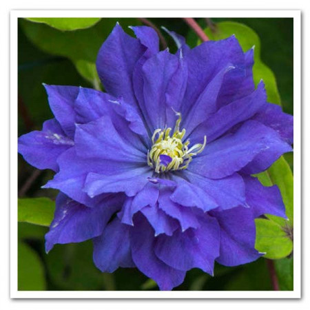 Clematis Copernicus