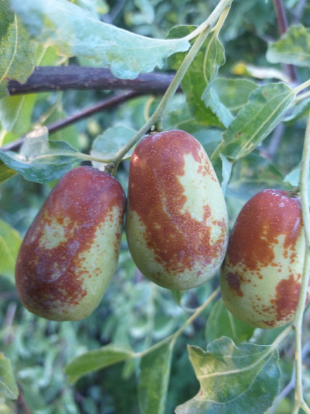Curmalul Chinezesc ,Ziziphus jujuba LANG 170-200 CM LA GHIVECI