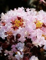 Liliac indian alb-roze cu frunze negre Lagerstroemia indica Black Solitaire Blush 80-100 cm