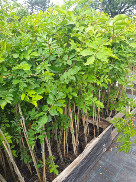Piperul de Sichuan (Zanthoxylum piperitum)