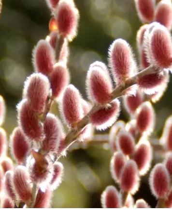 Salix gracilis Mt Aso