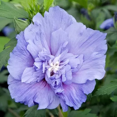 Hibiscus syriacus bleu Chiffon