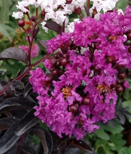 Liliac indian mov cu frunze negre lagerstroemia indica Purley Purple 80-100 cm