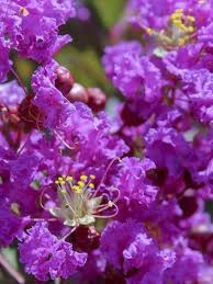 Liliac indian mov ,Lagerstroemia Indica Violet D'ete 80-100cm
