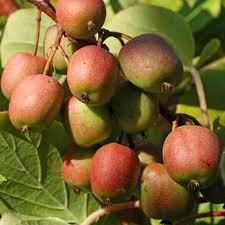 Mini kiwi Actinidia arguta Geneva
