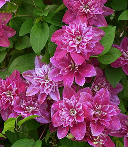 Clematis My Darling
