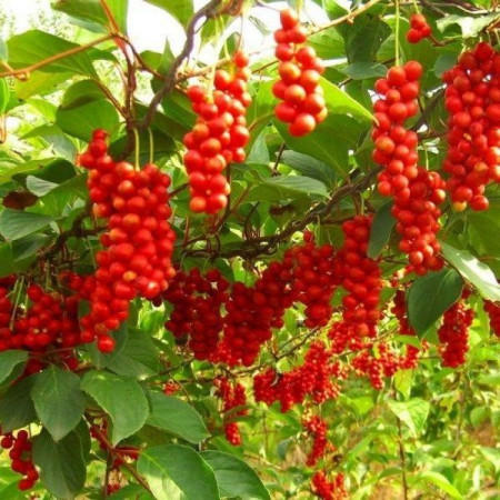 Schisandra Chinensis