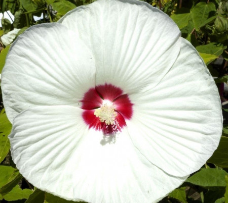 Hibiscus Moscheutos Blanc Coeur Rouge