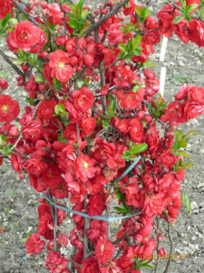 CHAENOMELES SPECIOSA SCARLET STORM 100-120 CM