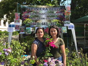Clematis Solidarnosc