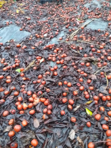Curmalul Chinezesc ,Ziziphus jujuba Frutto Grande 40-50 cm