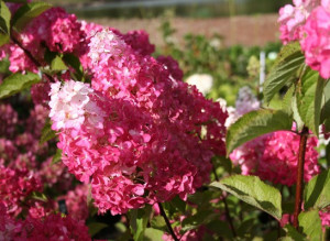 Hortensia paniculata Fraise Melba