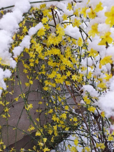 Iasomia de iarna (Jasminum nudiflorum)