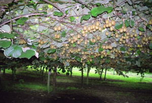 Kiwi Jenny autofertil ( Actinidia Deliciosa) 80-100 cm